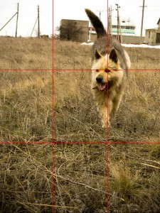 10 правил как правильно фотографировать собак
