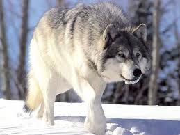Poд Canis (волки, собаки)